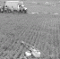 《柳州日报》：无人机助农增收 - 农业机械化信息