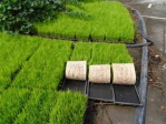 桂林市农机推广站开展水稻育机插秧技术对比试验 - 农业机械化信息