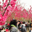 3月5日，随着热播电视剧《三生三世十里桃花》引发的效应，广西柳州市数万人涌入该市龙潭公园，阴雨的天气未能阻挡人们观赏盛开桃花的步伐，桃园内每一棵桃树都围满了人。电视剧《三生三世十里桃花》是近期内地的收视冠军，并引发民众热议。蒙鸣明 摄 - 广西新闻