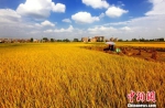 资料图：广西贵港市港南区建立的富硒米种植基地，有效助力农民增收。　潘金强 摄 - 广西新闻