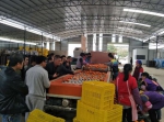 天峨县农机局组织学习技术经验 推行水果生产机械化 - 农业机械化信息