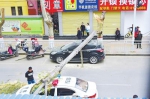 郑州街头60多年大树突然倒下 两辆汽车“遭殃” - 广西新闻网