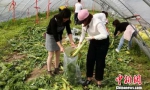 菜农6万斤莴苣滞销朋友圈求助热心市民几天抢光 - 广西新闻网