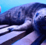全国首例人工哺育灰海豹青岛诞生（图） - 广西新闻网