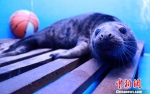 全国首例人工哺育灰海豹青岛诞生（图） - 广西新闻网