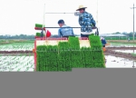 《左江日报》：崇左市推广水稻生产全程机械化技术 - 农业机械化信息