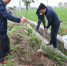 自治区粮食局深入扶贫点开展植树活动 - 粮食局