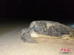 300斤大海龟在广东惠东海龟保护区上岸产卵138颗 - 广西新闻网