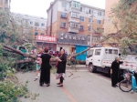 沈阳街头一老榆树突然折断倒下 砸坏4车和1老人 - 广西新闻网