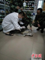 图为边防派出所官兵和惠东县港口海龟国家级自然保护区人员在救治海龟。　吴伟 摄 - 广西新闻网