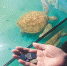 长沙烈士公园游客随手扔硬币 生生噎死大海龟(图) - 广西新闻网