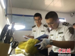 工作人员在对泰国榴莲进行检验。　陈燕 摄 - 广西新闻