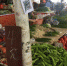 图为燎源菜市的蔬菜摊位上方悬挂着收款二维码。　周潇男 摄 - 广西新闻