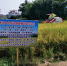 浦北县举办2017年早造机械直播水稻测产验收现场会 - 农业机械化信息