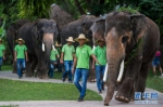 （社会）（2）云南西双版纳举行世界大象日活动 - 广西新闻网