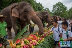 （社会）（3）云南西双版纳举行世界大象日活动 - 广西新闻网