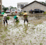 贺州市农机局进行水稻机械育插秧与人工抛秧对比试验 - 农业机械化信息