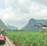 《右江日报》：“双高”基地无人机喷洒农药省时省力 - 农业机械化信息