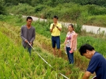 【桂林】2017年水稻农机农艺融合对比试验完成现场测产验收 - 农业机械化信息