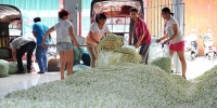 工人正在对收购的新鲜的茉莉花进行装袋运往加工企业加工。胡雁 摄 - 广西新闻