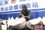广西防城港查获国家一级保护动物砗磲标本总重218公斤 - 广西新闻