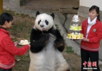 传奇大熊猫巴斯的一生 - 广西新闻网