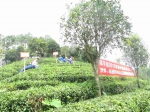 昭平县农机局开展茶叶机械化生产与人工对比试验 - 农业机械化信息