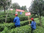 昭平县农机局开展茶叶机械化生产与人工对比试验 - 农业机械化信息