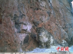 雪豹素有“高海拔生态系统健康与否的气压计”之称，1996年《中国濒危动物红皮书》已将其列为濒危物种，目前中国是全球雪豹最大分布国，涵盖其60%的栖息地。山水自然保护中心提供 - 广西新闻网