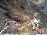 通过多年来对三江源地区雪豹监测，目前初步估算数量在1000只以上，是全球雪豹连片分布最为集中的地区，其中仅澜沧江源头地区就栖息着300余只雪豹。山水自然保护中心提供 - 广西新闻网