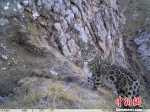 在近两届全球雪豹峰会上，三江源地区连续被学界公认为世界雪豹分布最密集、种群数量增长最快的区域之一。山水自然保护中心提供 - 广西新闻网