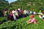 昭平县举办2017年茶叶生产机械化示范推广现场会 - 农业机械化信息