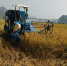 【平果】田野稻菽翻金浪 农机“隆隆”喜“开镰” - 农业机械化信息