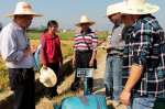贺州市开展水稻机械插秧与人工抛秧对比试验测产验收工作 - 农业机械化信息
