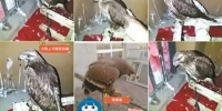 直播平台视频非法卖鹰 湖南广西警方已介入调查(图) - 广西新闻