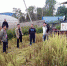 崇左市农机技术人员到宁明县指导水稻秋收 - 农业机械化信息