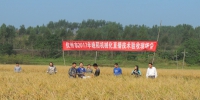 钦州市开展水稻直播机械化技术测产验收活动 - 农业机械化信息