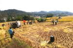 浦北县举办晚造水稻机械收割现场演示会 - 农业机械化信息