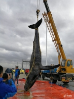 江苏搁浅座头鲸死亡 开始制作标本将耗时半年(图) - 广西新闻网