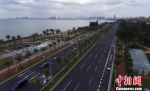 海口街头补种近万株椰子树增加“椰城”特色 - 广西新闻网