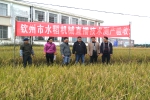 灵山县开展水稻机械直播技术测产验收活动 - 农业机械化信息