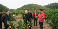 韦周凡局长到临桂区调研柑橘生产机械化情况 - 农业机械化信息
