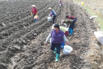 浦北县举办2017年马铃薯机械化种植与人工种植对比试验培训现场会 - 农业机械化信息