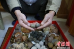 陈俊展示长得像鹌鹑蛋的石头。　朱柳融 摄 - 广西新闻