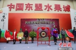 中越边城广西凭祥打造中国—东盟“水果之都” - 广西新闻