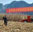 天等县举办玉米机械收割推广演示会 - 农业机械化信息