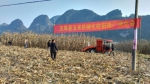 天等县举办玉米机械收割推广演示会 - 农业机械化信息