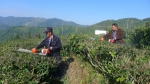 广西农机部门积极发挥“小农机”在丘陵山区的“大作用” 引起媒体关注 - 农业机械化信息
