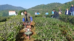广西农机部门积极发挥“小农机”在丘陵山区的“大作用” 引起媒体关注 - 农业机械化信息