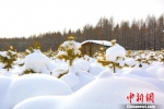 “中国最美冰雪小城”入冬以来降雪量破历史极值 达62.5毫米 - 广西新闻网
